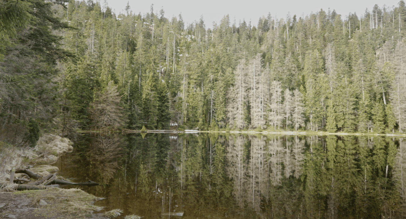 The Wild Lake - Black Forest National Park, Germany