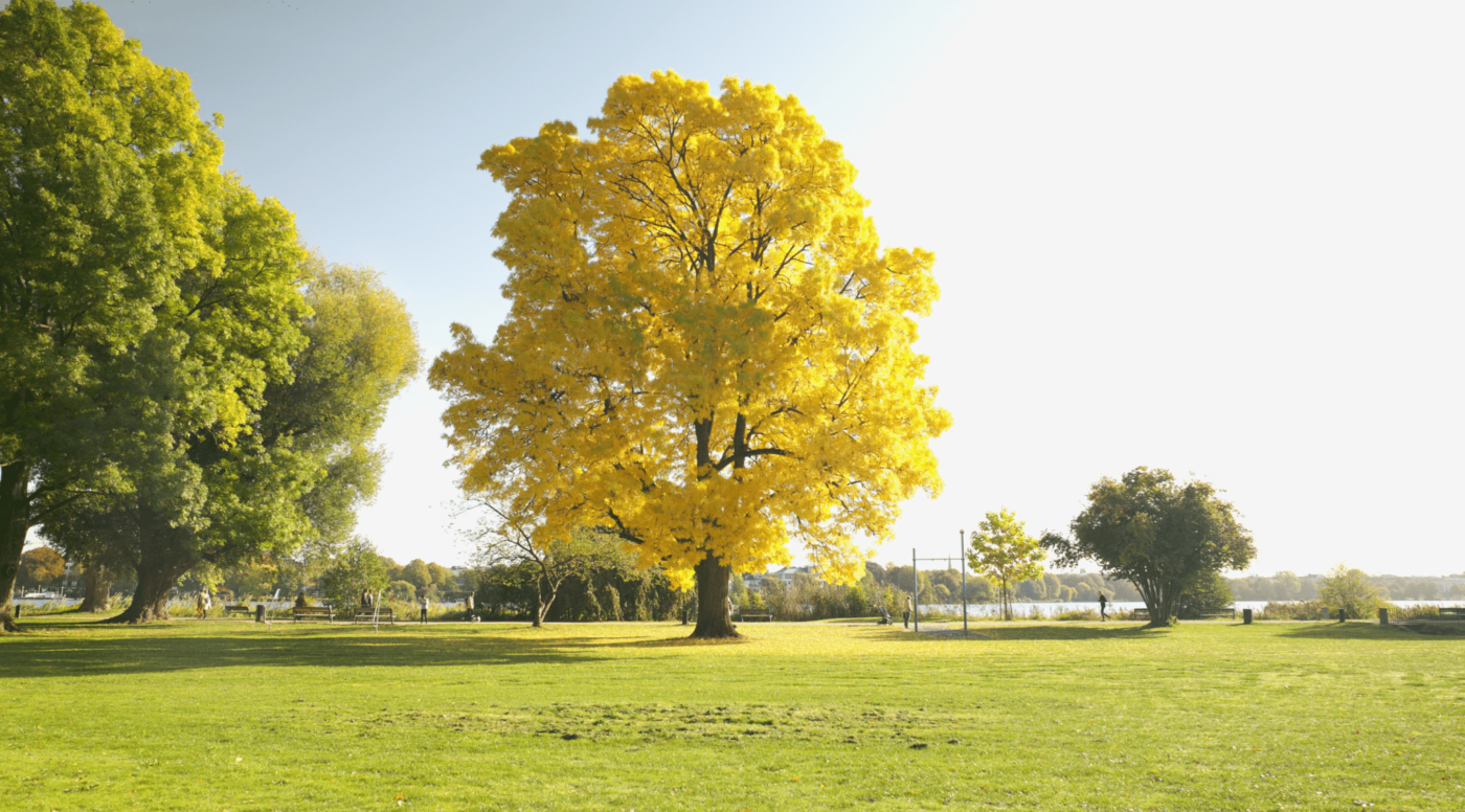 The Overlooked Tree - Hamburg, Alsterpark, Germany