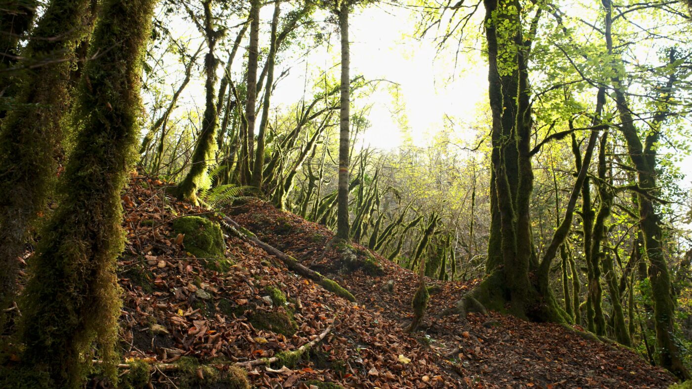 The Fairytale Forest, France, Part 1