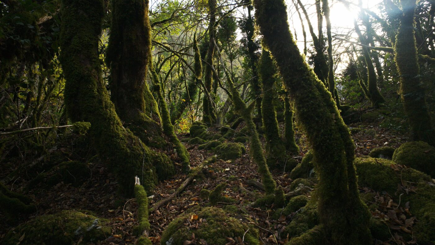 The Fairytale Forest, France, Part 2