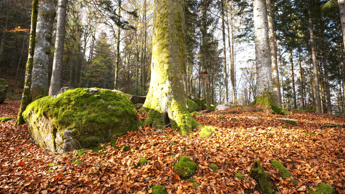 Southern Black Forest Nature Park, Germany