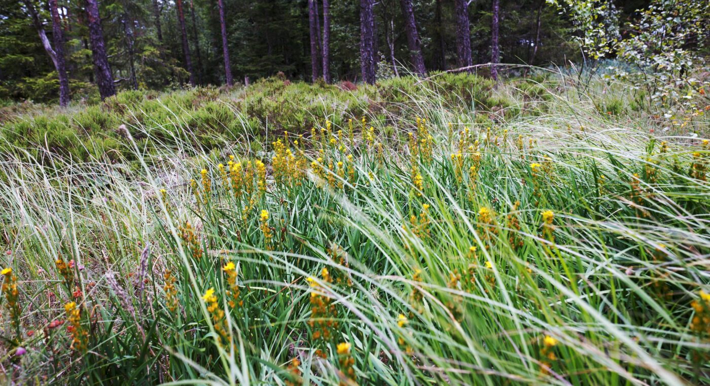 The rugged beauty of Komosse, Sweden