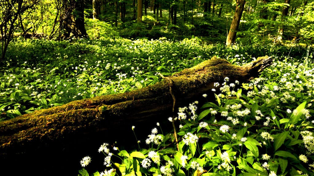 Wild Garlic in the Beech Forest, Hainich National Park, Germany