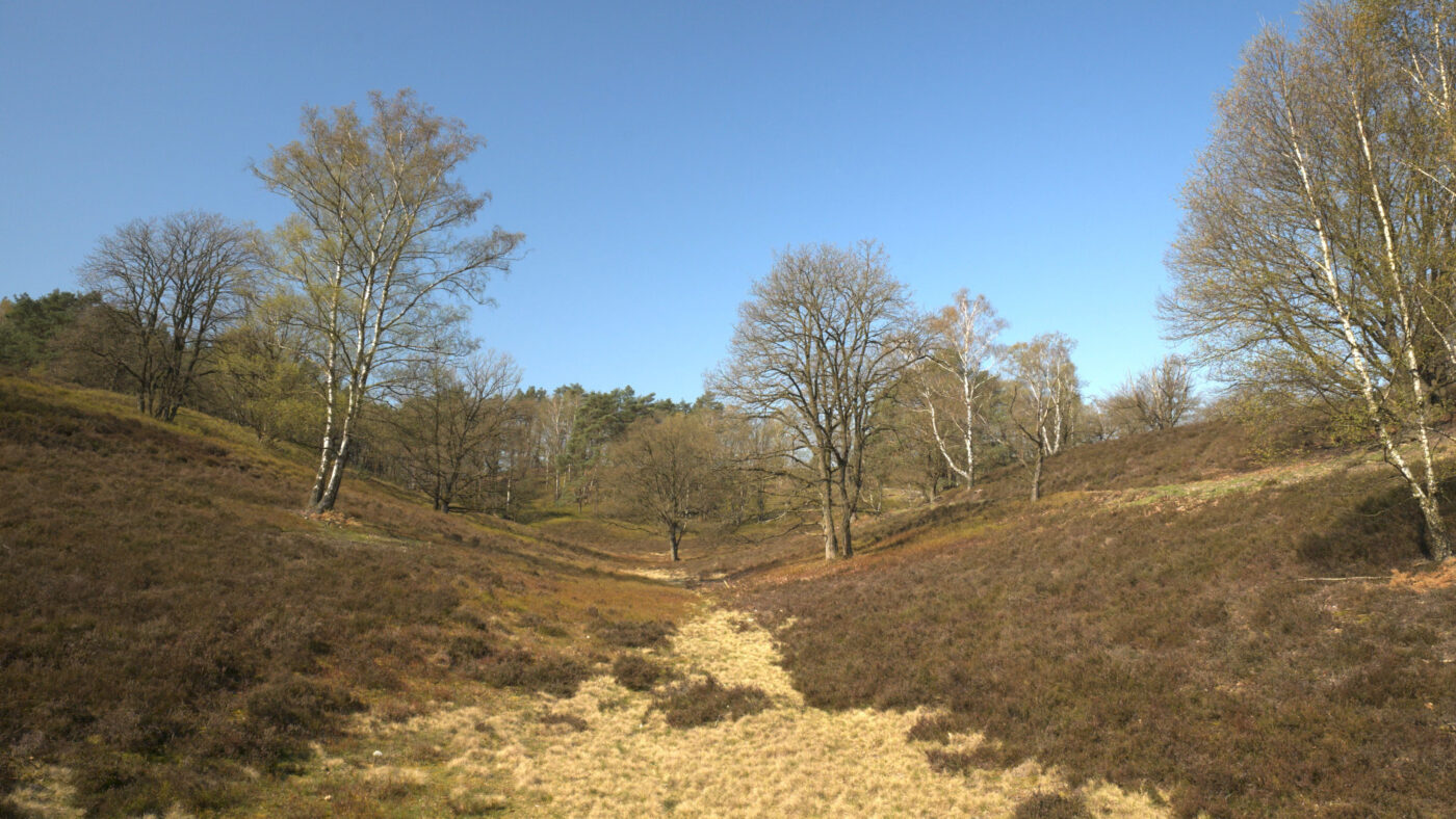 A spring morning on the Fischbeker Heath, Germany, Part 2