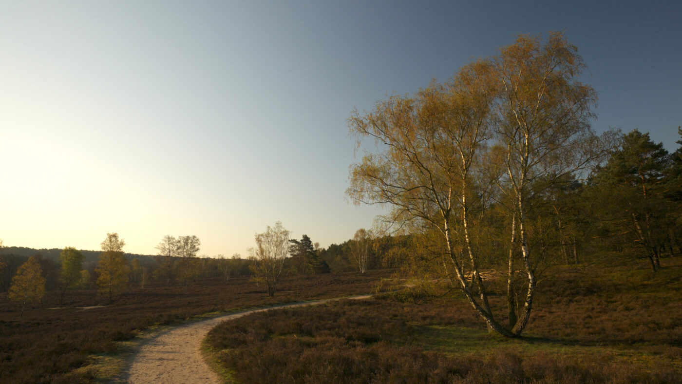 A spring morning on the Fischbeker Heath, Germany, Part 1